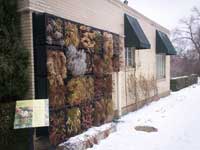 Winter Living Wall